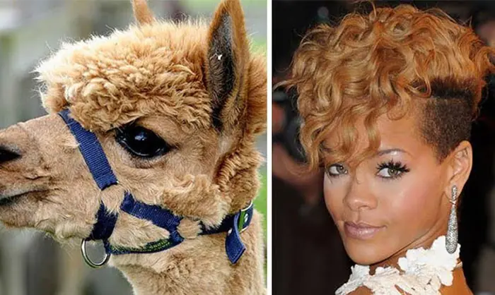 animales que son idénticos a algunas celebridades