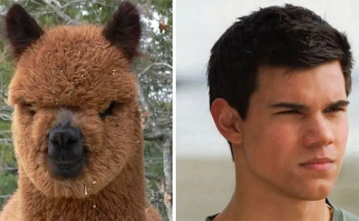 Animales