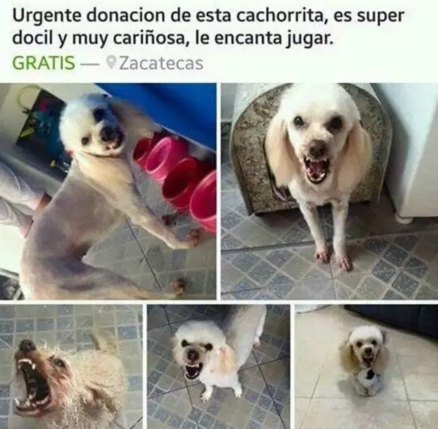 chistosas