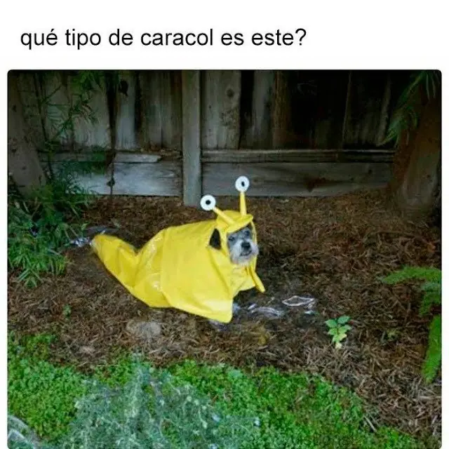 Humor nocturno, Pasa y ríete rufián!