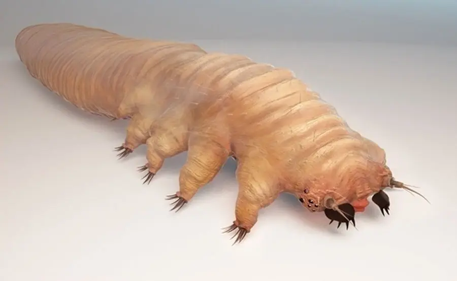 acaro