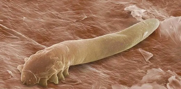 criatura