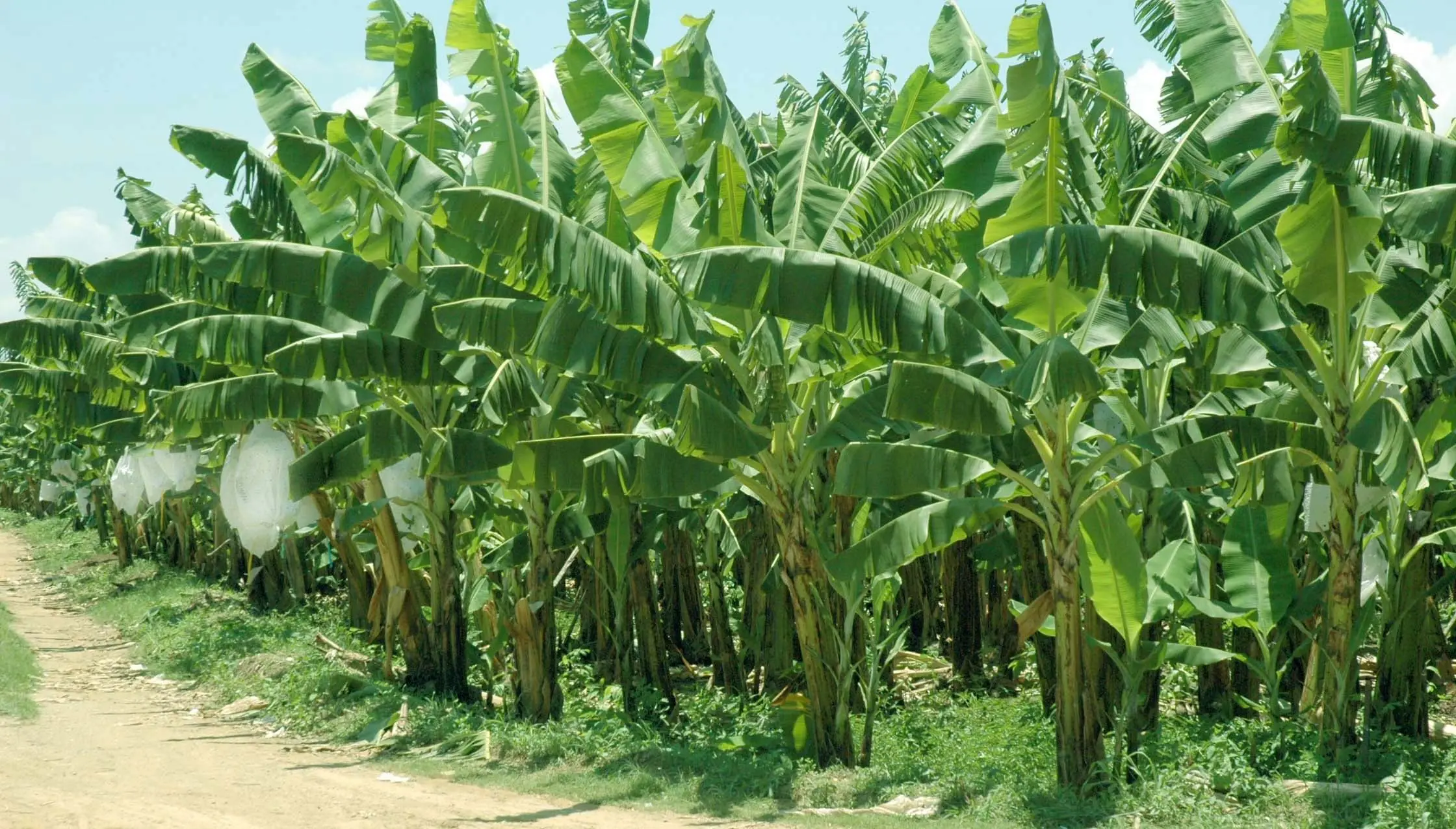 Platano Platano