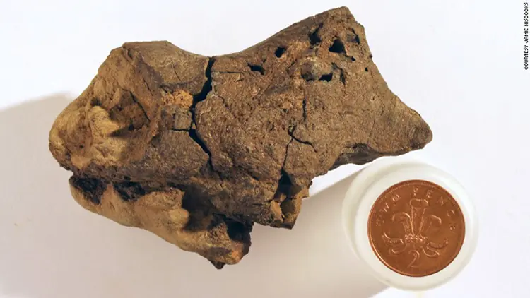 Encuentran un cerebro de dinosaurio