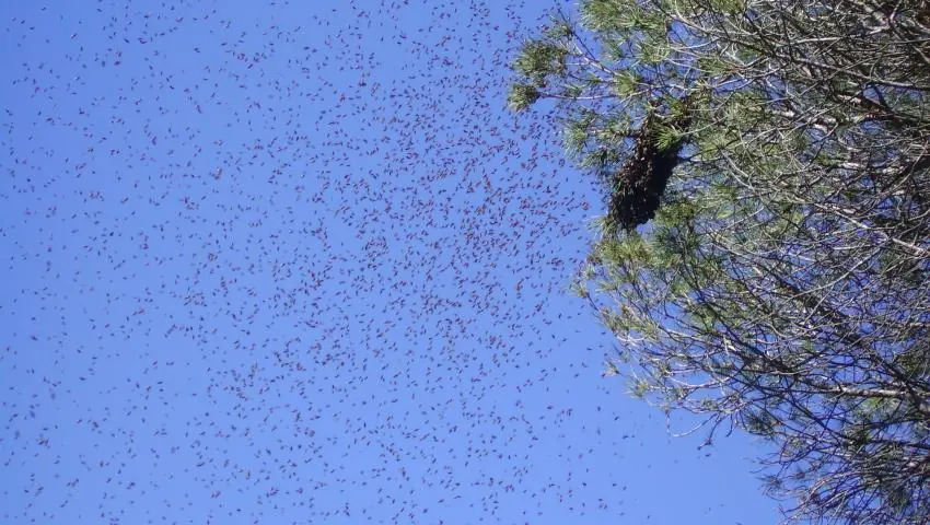 hormigas