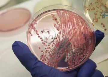 antibiotics