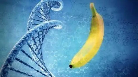 El Plátano(banana): fruta que realmente no debería existir El Plátano(banana): fruta que realmente no debería existir