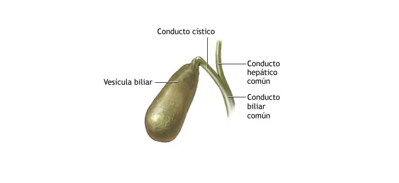 nesesarios