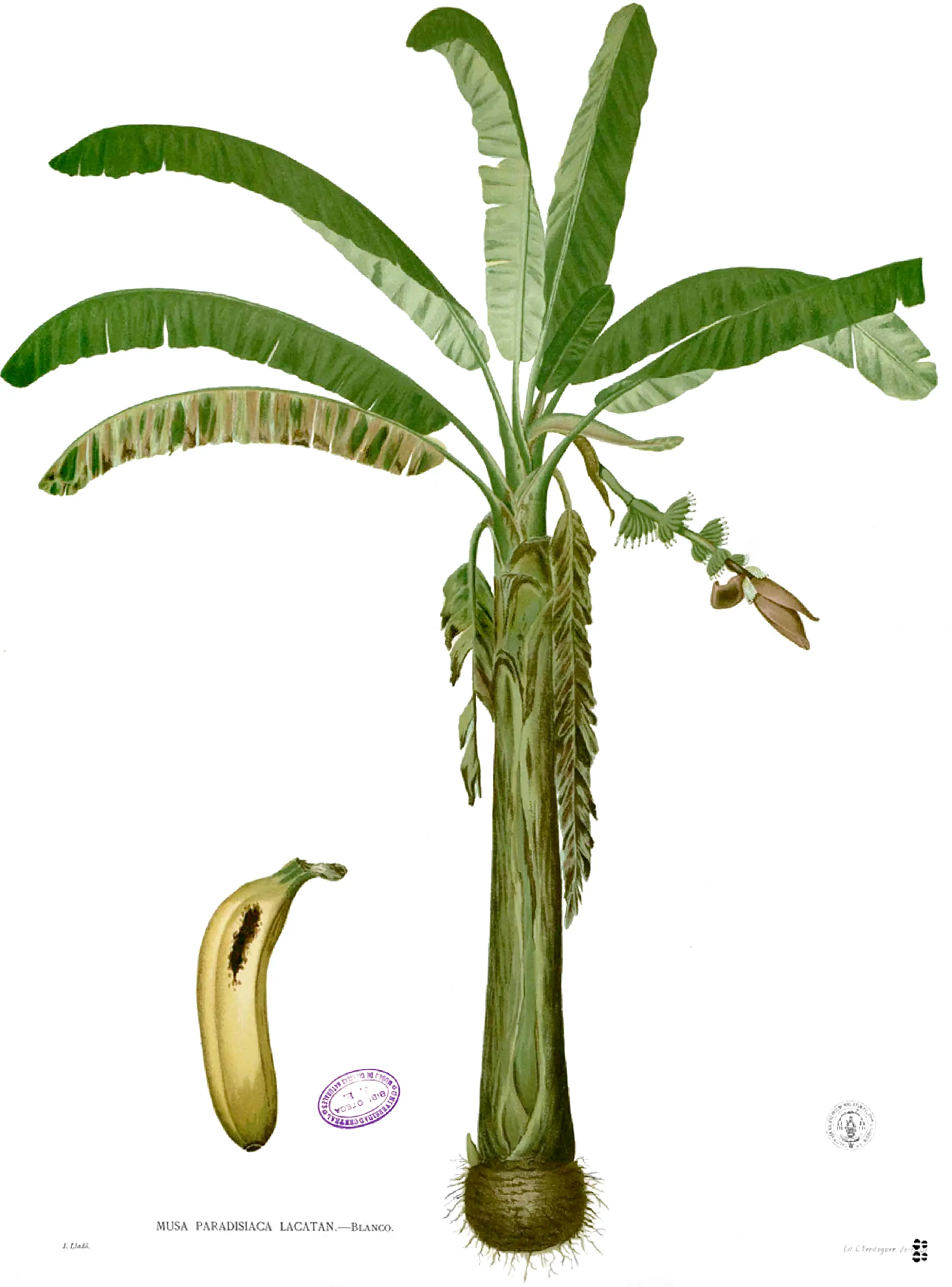 Bananero Bananero