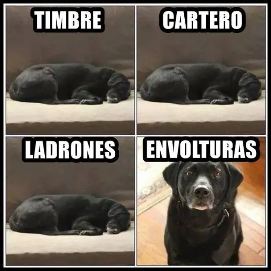 puerquito