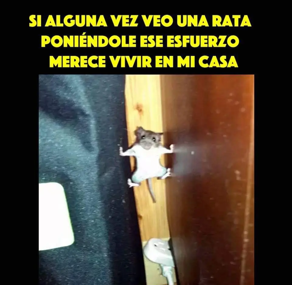 Imagenes de Humor para un sabado por la tarde