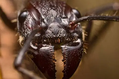 abejas