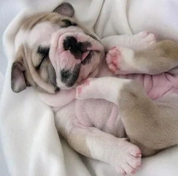 Dormir poco es peligroso + yapa perritos durmiendo