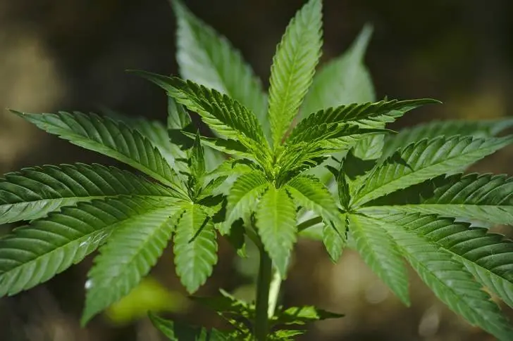 fumar marihuana ayuda a ver mejor de noche