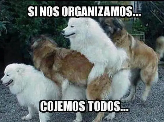 humor mananero