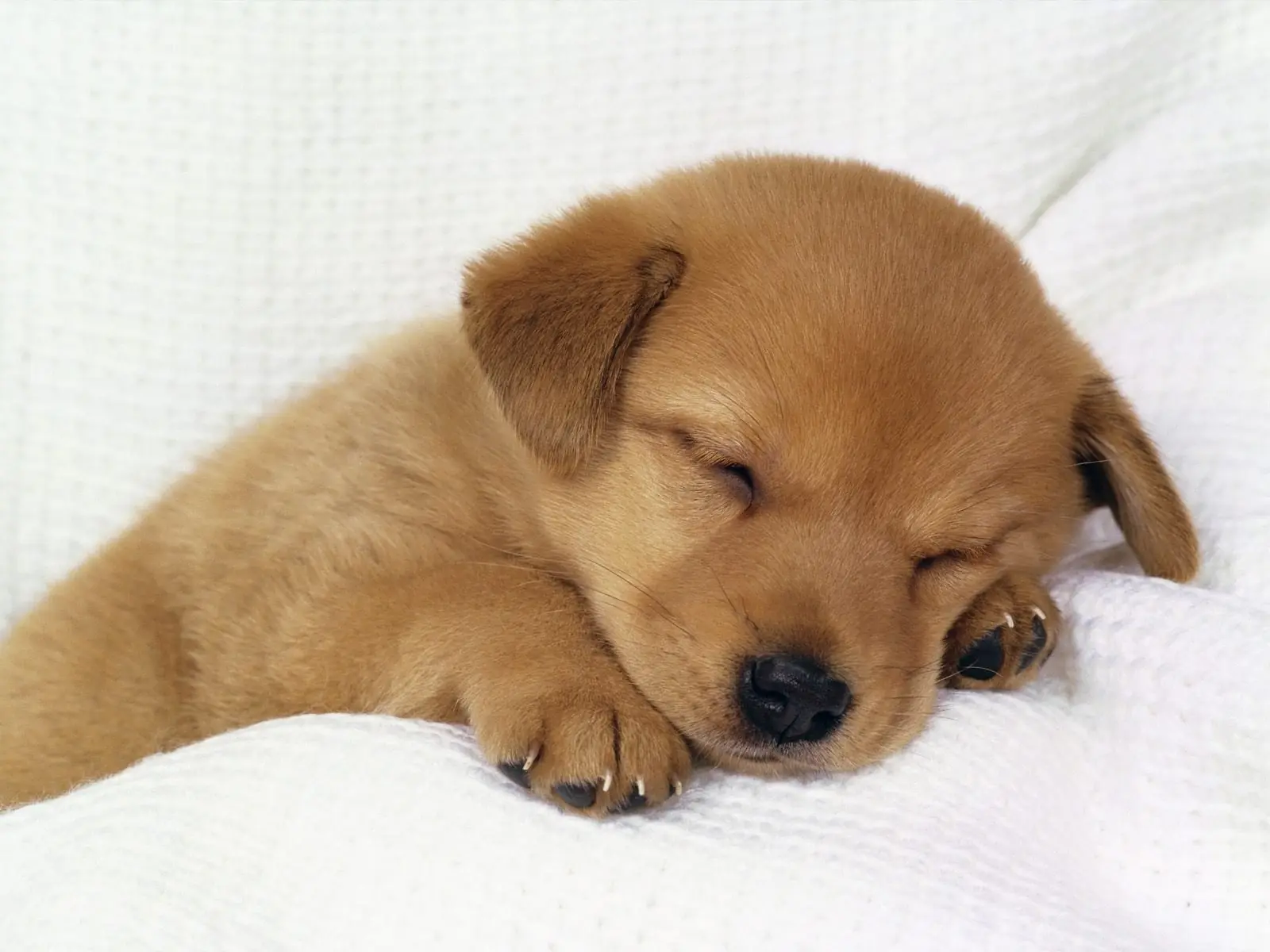 siesta siesta