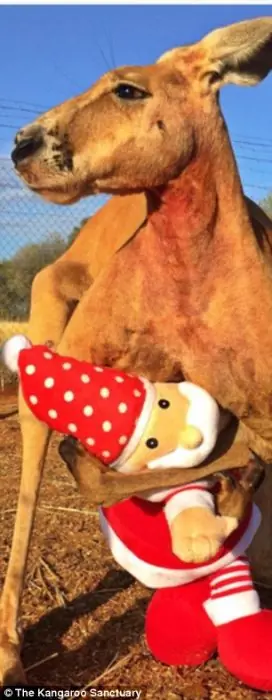 canguro