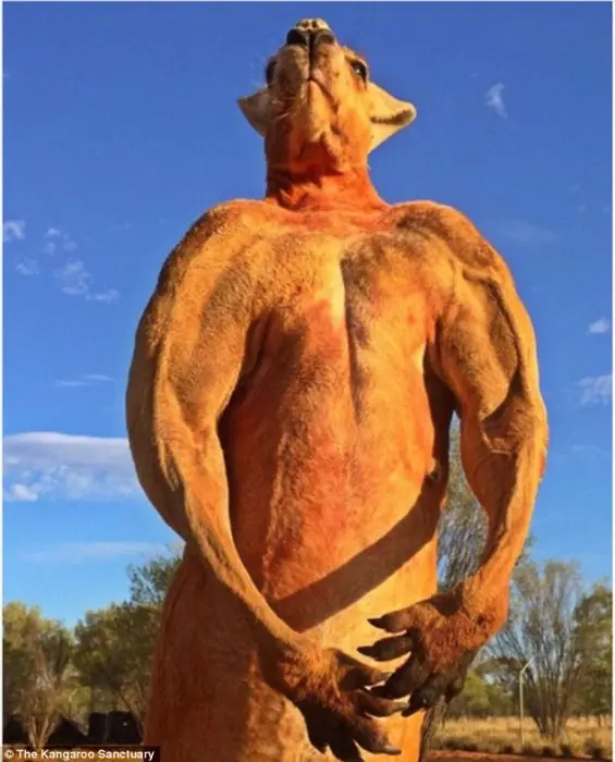 Mientras tanto en Australia… Roger, el canguro Terminator
