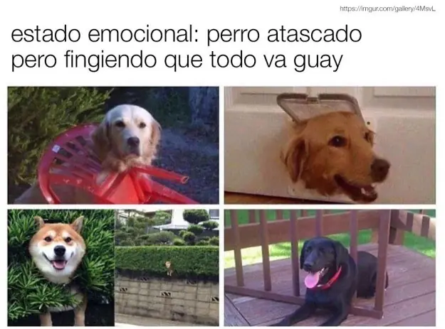 sigueme y te sigo