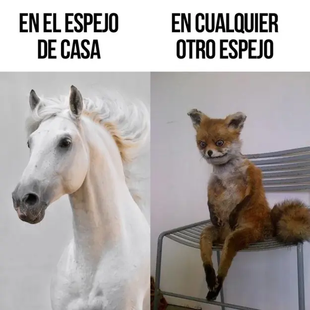 sigueme y te sigo