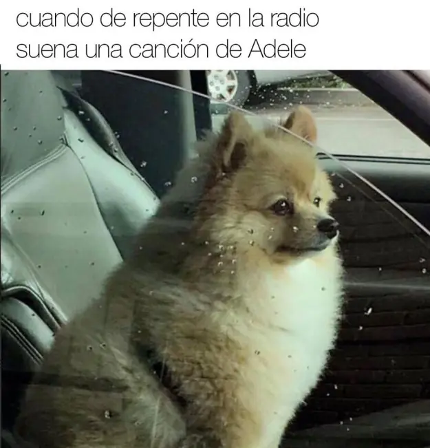 jaja