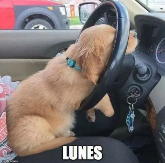 humor