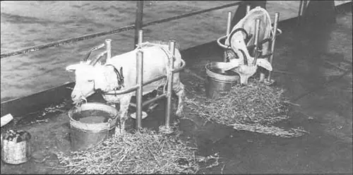 Experimentos en los animales