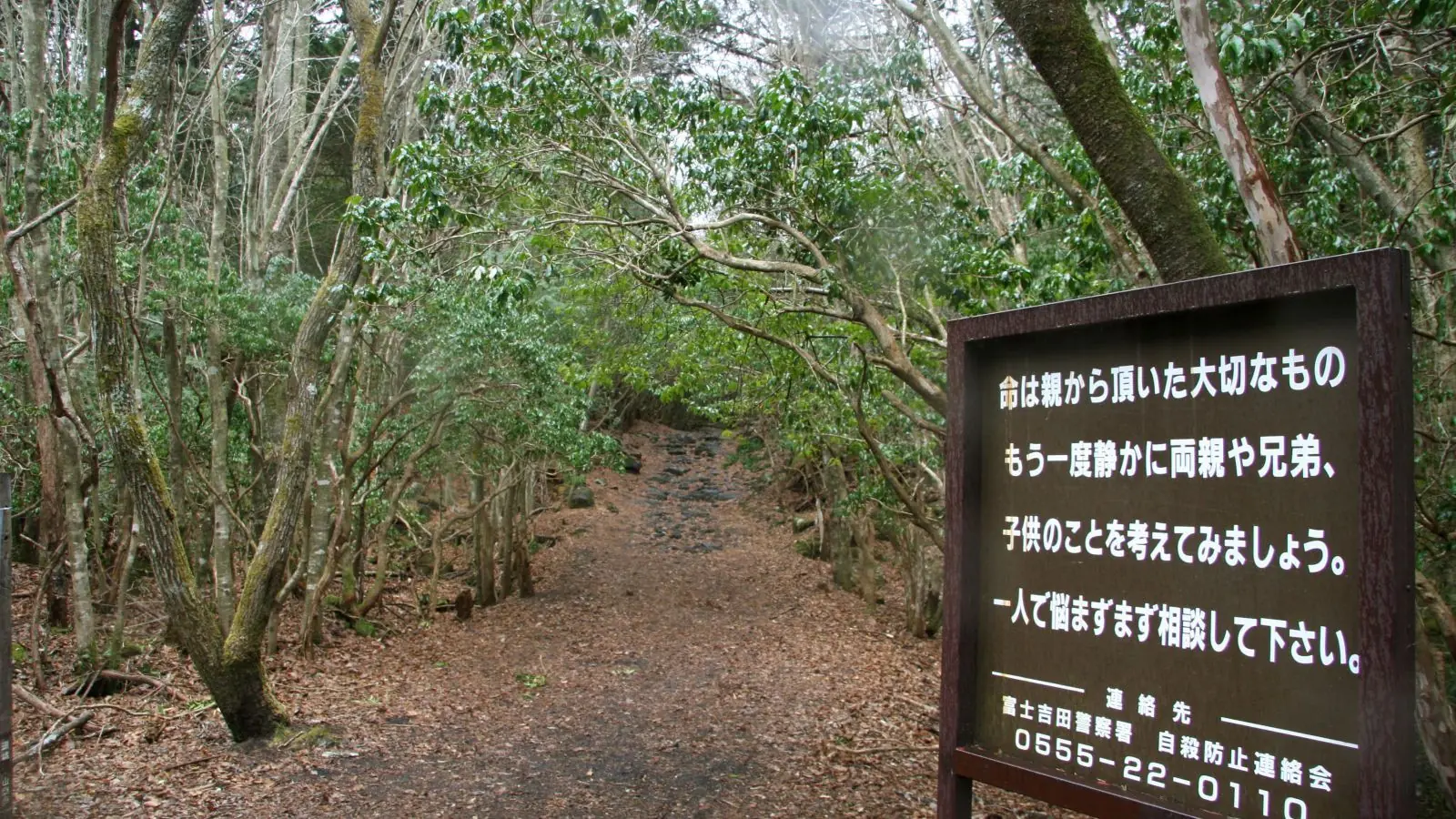 the forest the forest