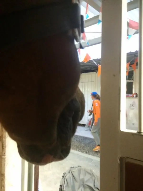jinete deja las Olimpiadas para salvar a su caballo