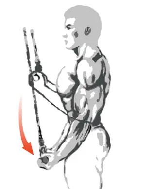 arnold arnold