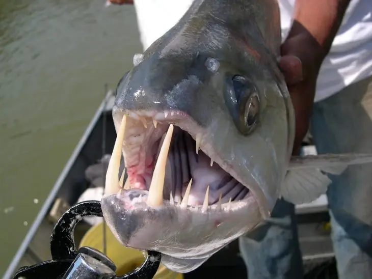peces