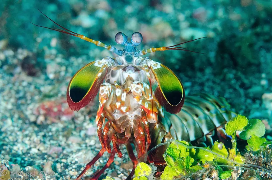 mantis