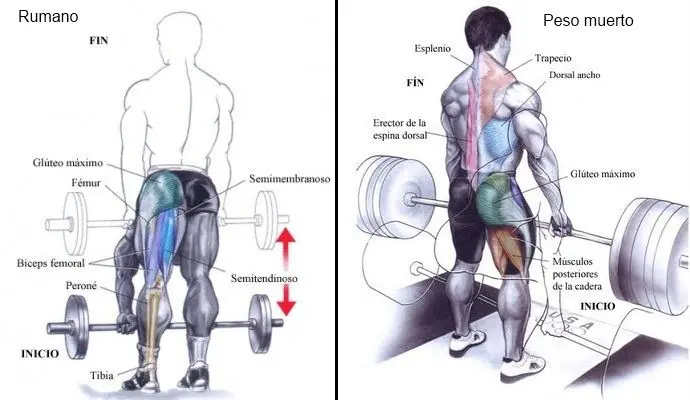 arnold arnold