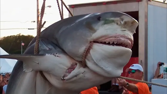 Peces gordos más raros capturados sobre la faz de la Tierra