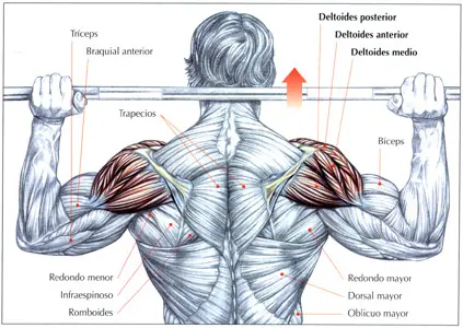 Rutina de volumen de Arnold Schwarzenegger Rutina de volumen de Arnold Schwarzenegger