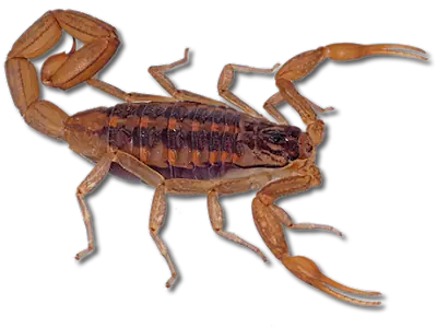 Zodiaco Maya Actualizado De lujo
