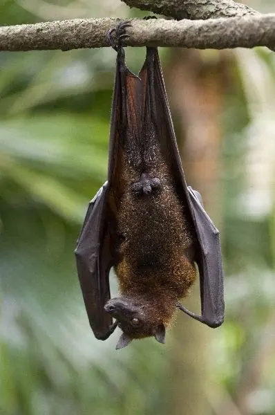 murcielagos murcielagos