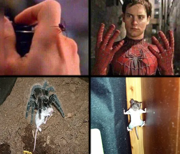 taringueros