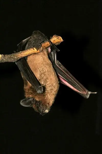 murcielagos murcielagos