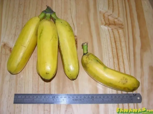 banana banana
