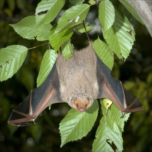 informacion sobre murcielagos informacion sobre murcielagos