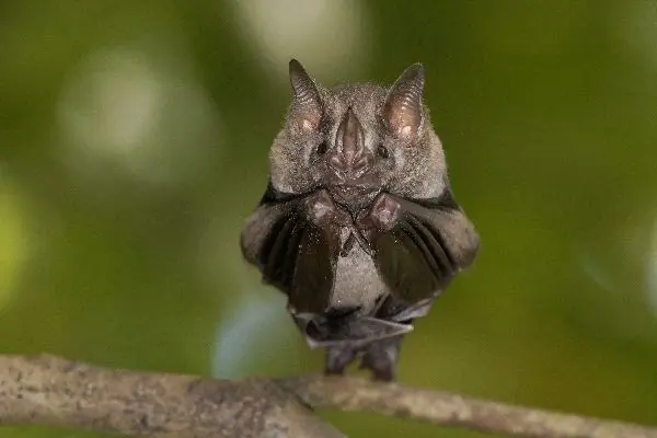 murcielagos murcielagos