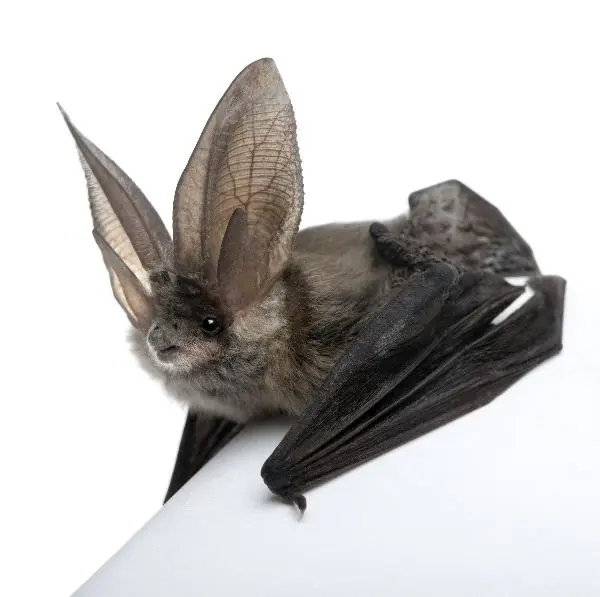 informacion sobre murcielagos informacion sobre murcielagos
