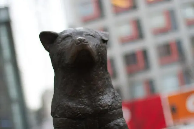 Perro