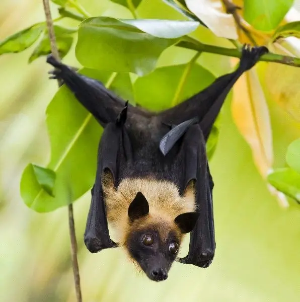 informacion sobre murcielagos informacion sobre murcielagos