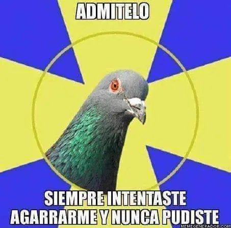 reite