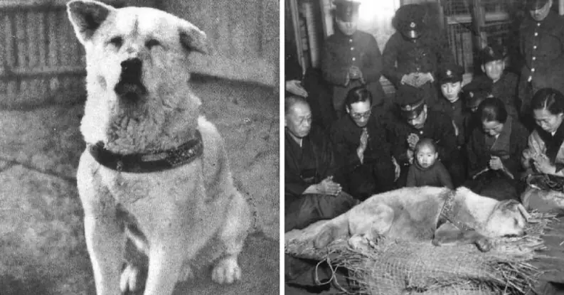 ¡Conoce la historia de Hachikō!, el perro más leal de todos