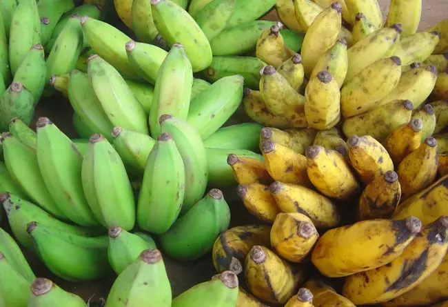 platanos platanos