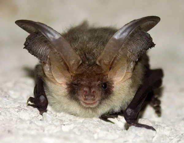 informacion sobre murcielagos informacion sobre murcielagos