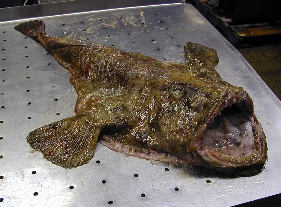 preparar pescado